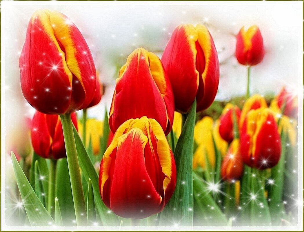 Тюльпаны - Валентина Надсон Тюльпаны - Валентина Надсон