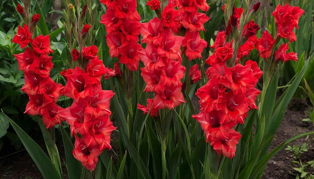 *** - МАРИЯ ПОПОВА