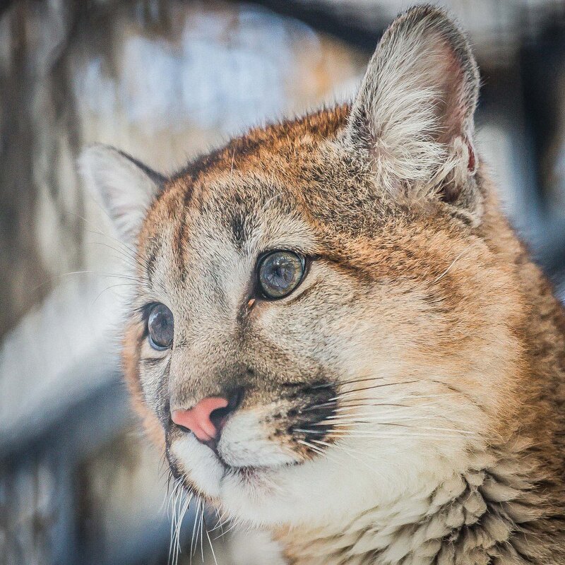Пума ЭРИ - Аркадий Лаптенко