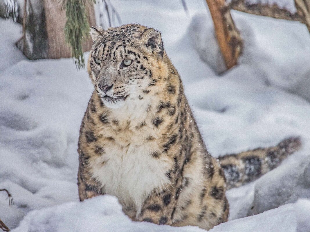 снежный барс - Аркадий Лаптенко снежный барс - Аркадий Лаптенко