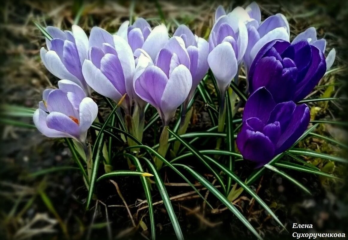 Крокусы - Елена Сухорученкова Крокусы - Елена Сухорученкова