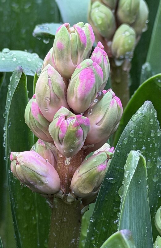 И снова «Репетиция весны» в Аптекарском! - Pippa И снова «Репетиция весны» в Аптекарском! - Pippa