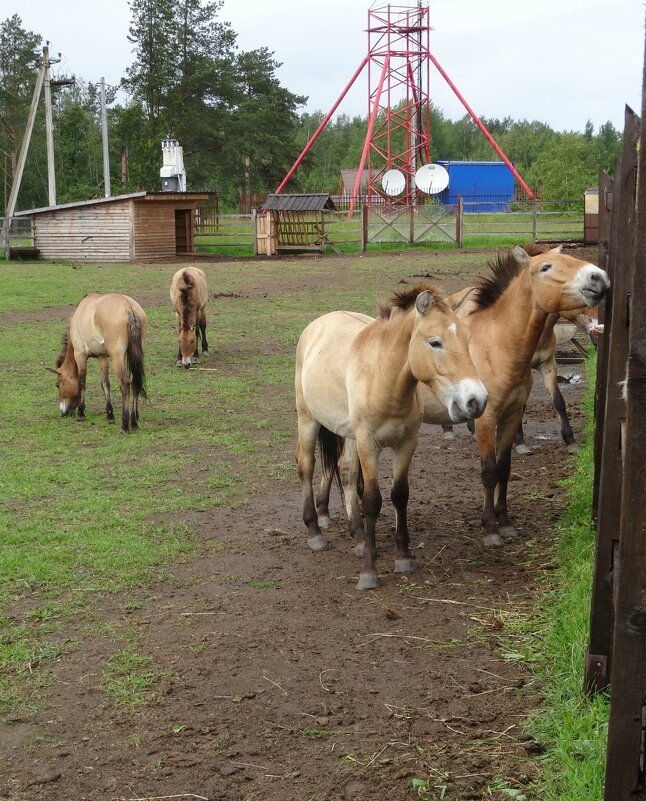 Коллектив - PRP 