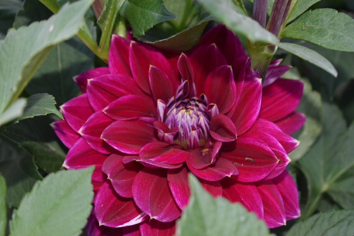 Георгин - Дарья Шуклина