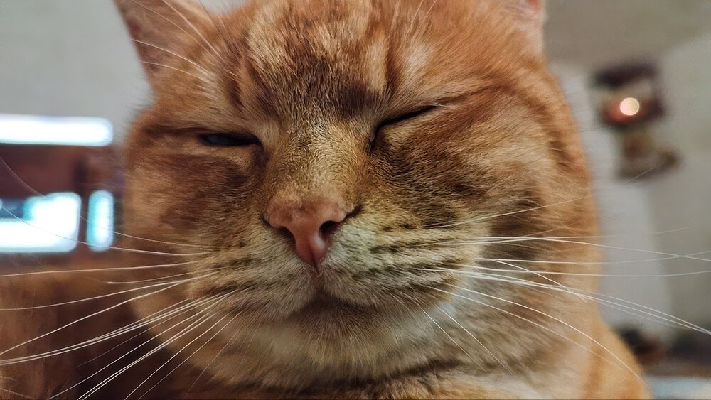 Кот - Pavel Bamboleo