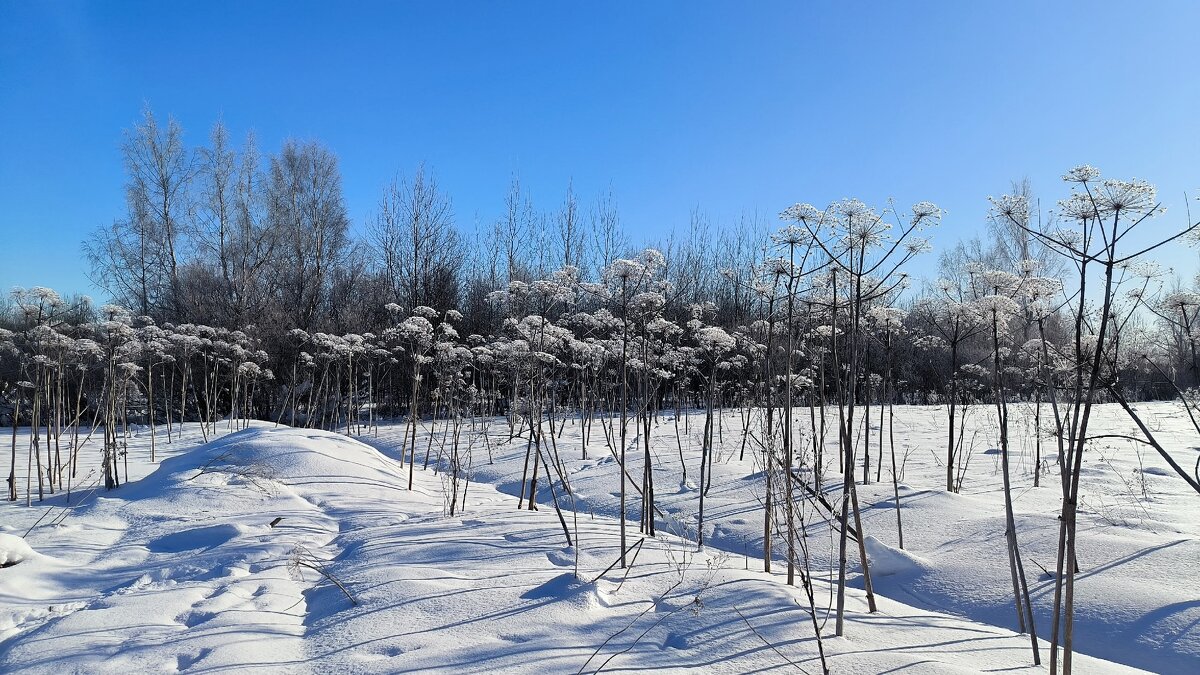 Еще чуть-чуть снега и мороза! - Ольга 