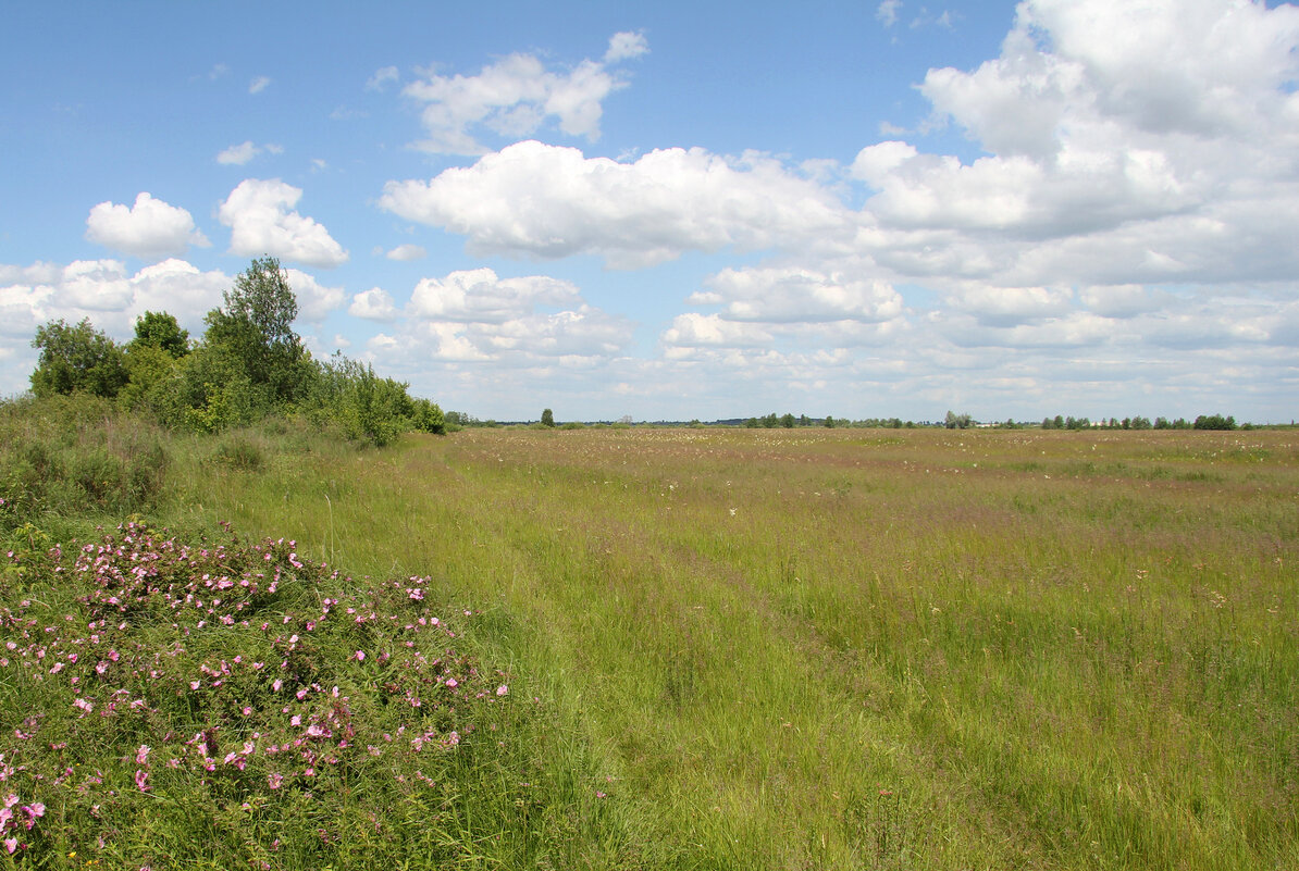 Июньский день. - Сергей Рожков
