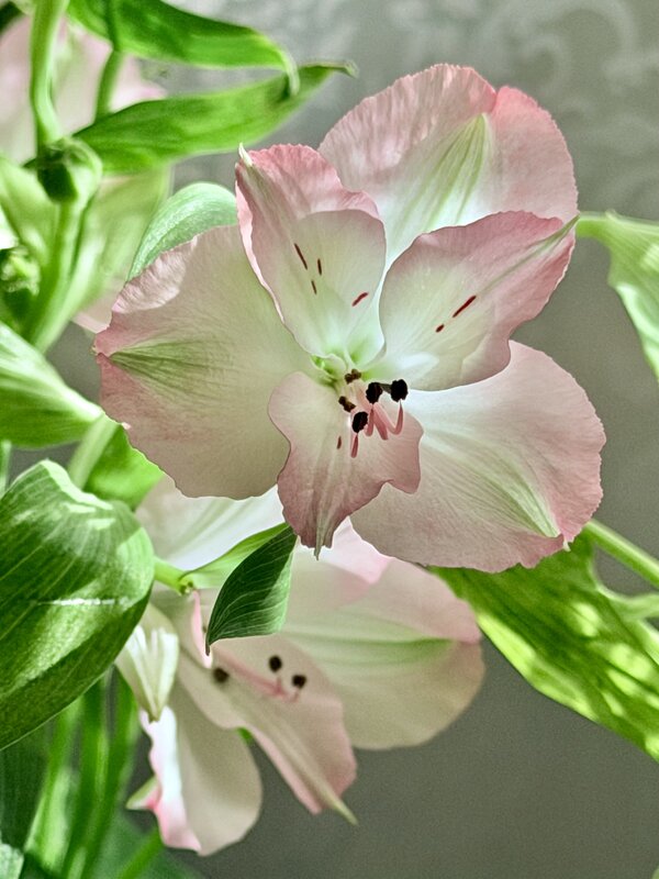 Нежный подарок) - Любовь 