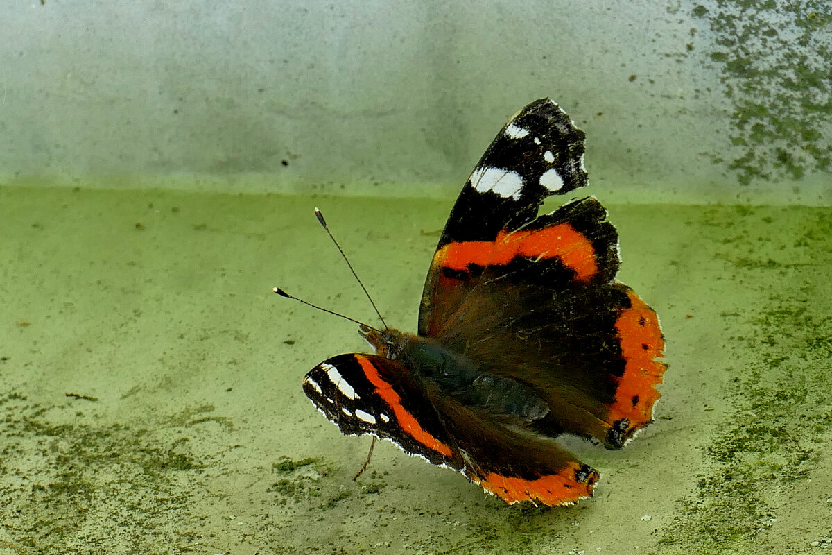 опять про бабочек...458 - Александр Прокудин опять про бабочек...458 - Александр Прокудин