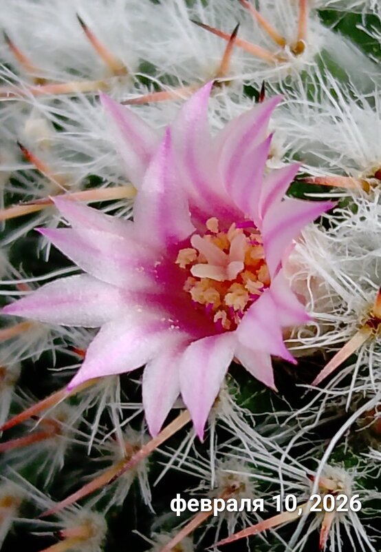 У меня зацвел кактус - Tata Wolf