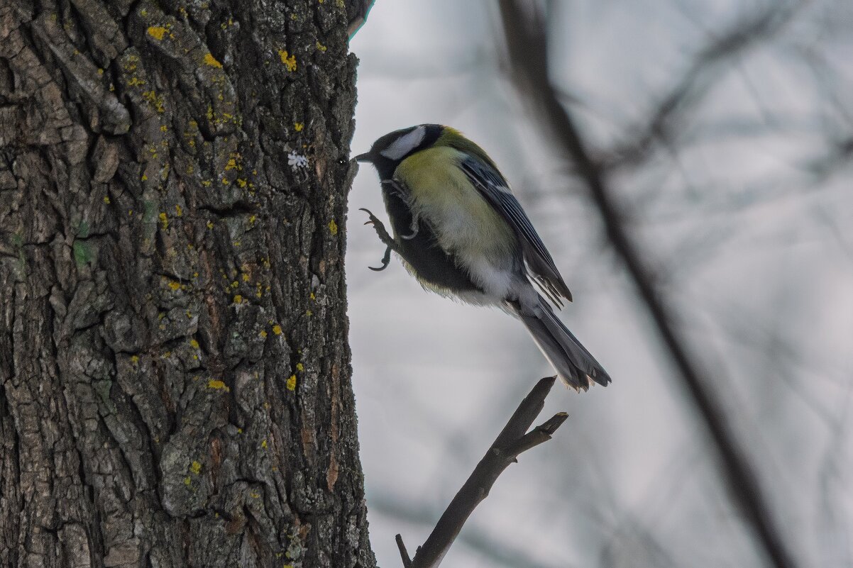 Птичка замри - Виктор Иванович Чернюк Птичка замри - Виктор Иванович Чернюк