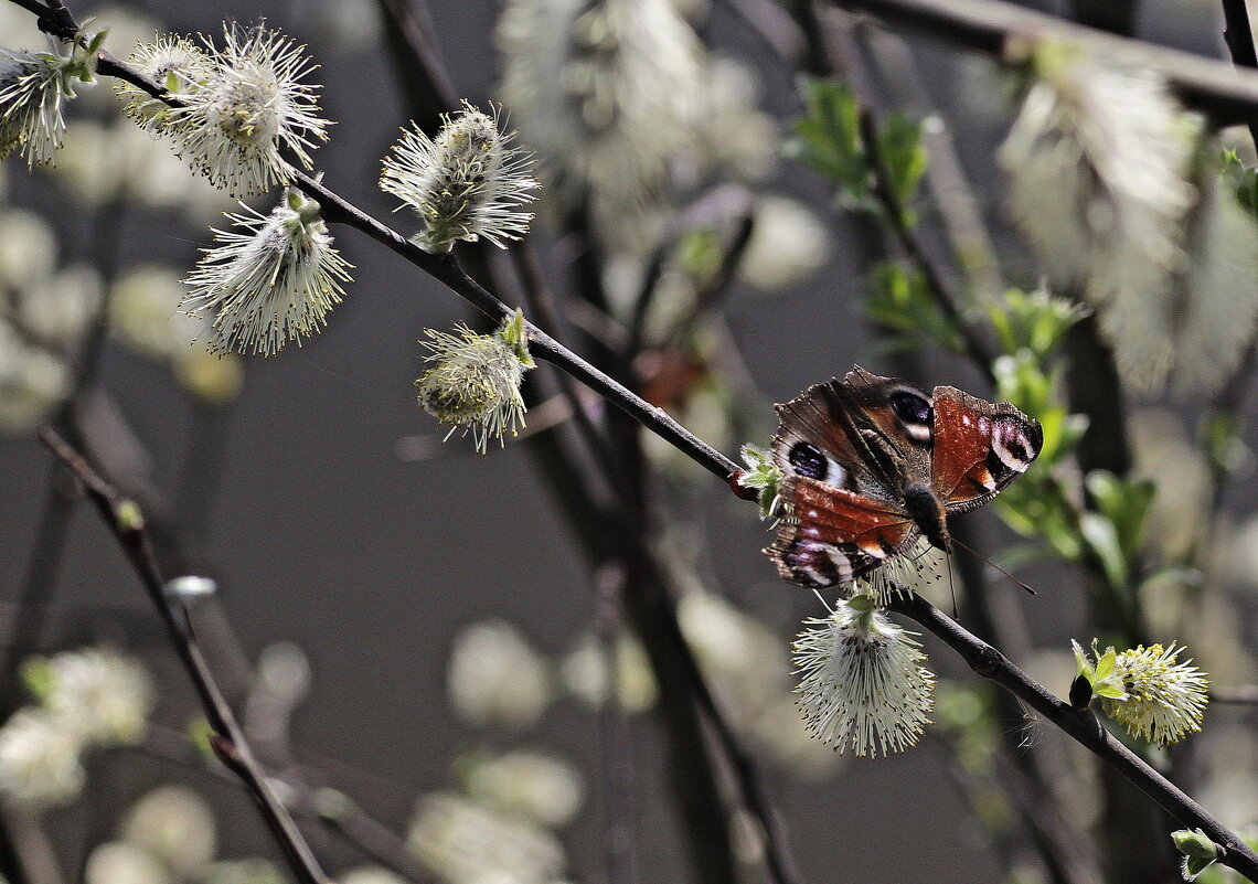 ...пробуждение цвета... - Александр Герасенков