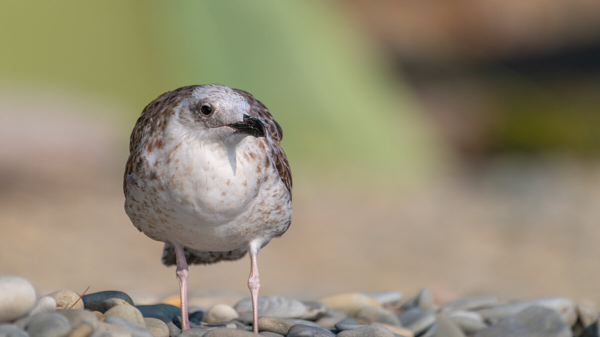 На морском берегу - Владимир Лазарев