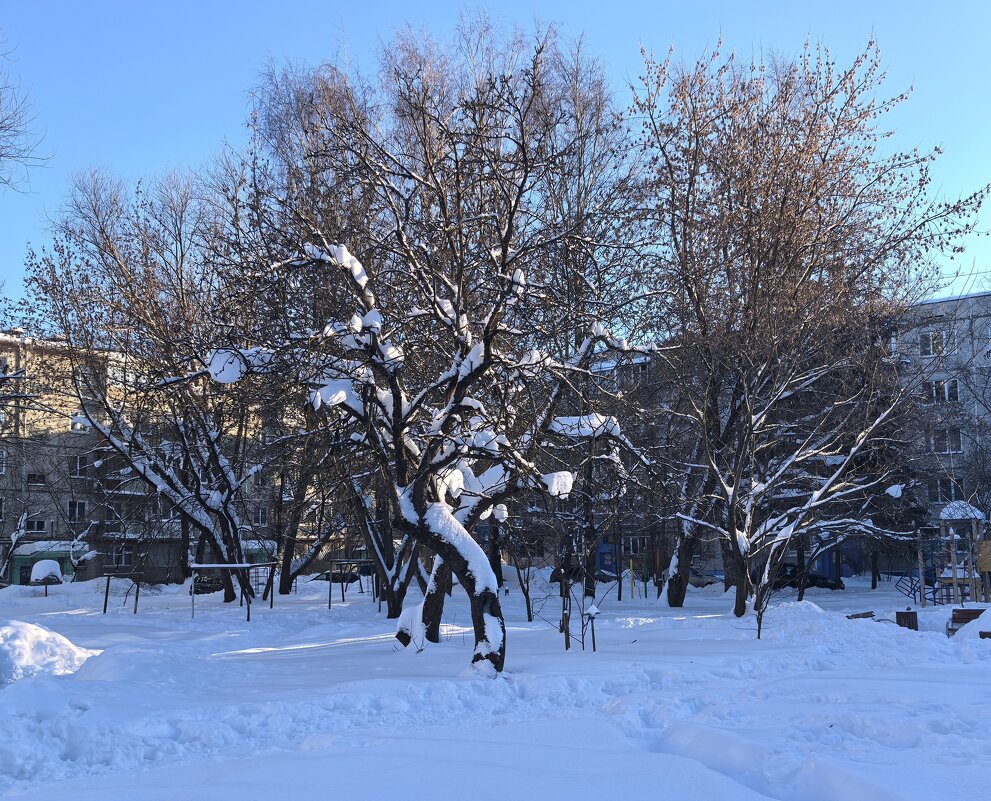 ***шагающее дерево*** - Olga Oskolkova