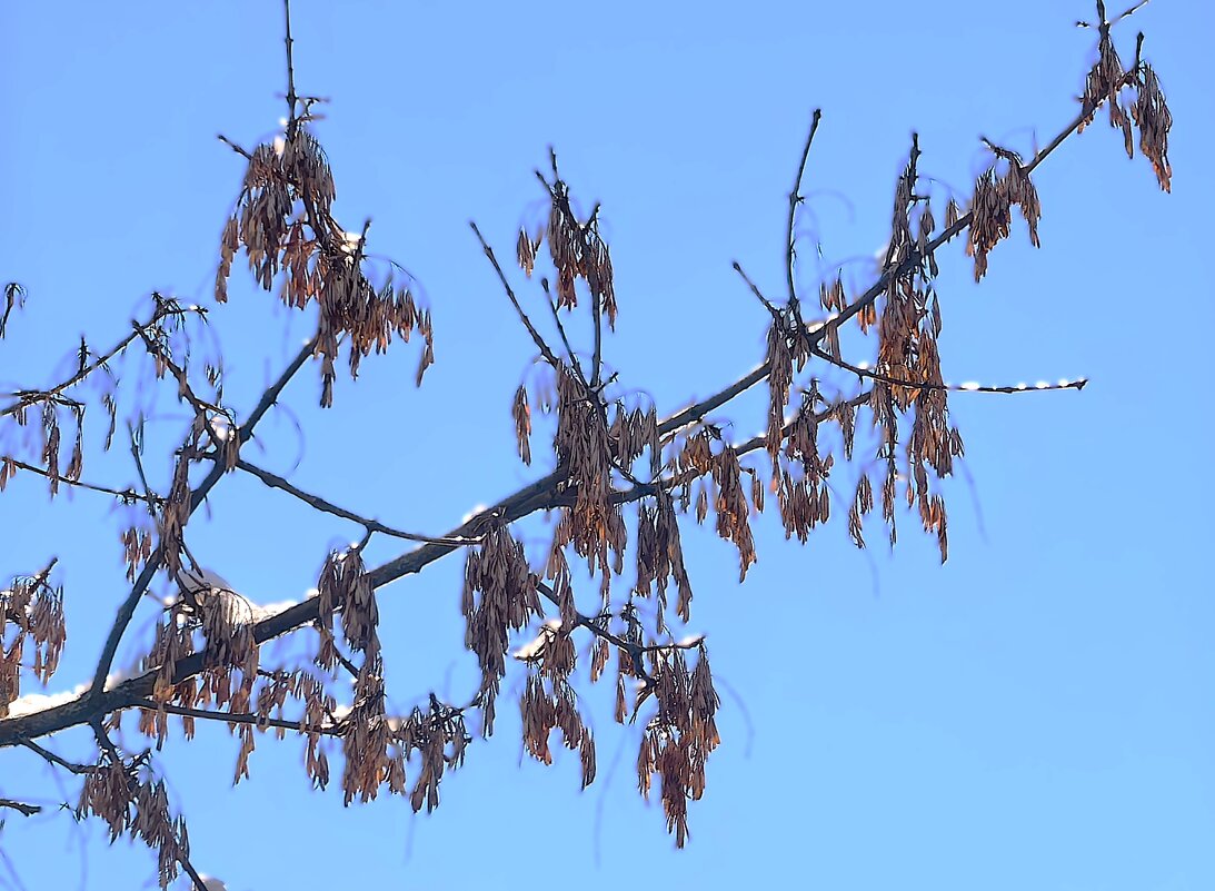 ***морозная ветка*** - Olga Oskolkova