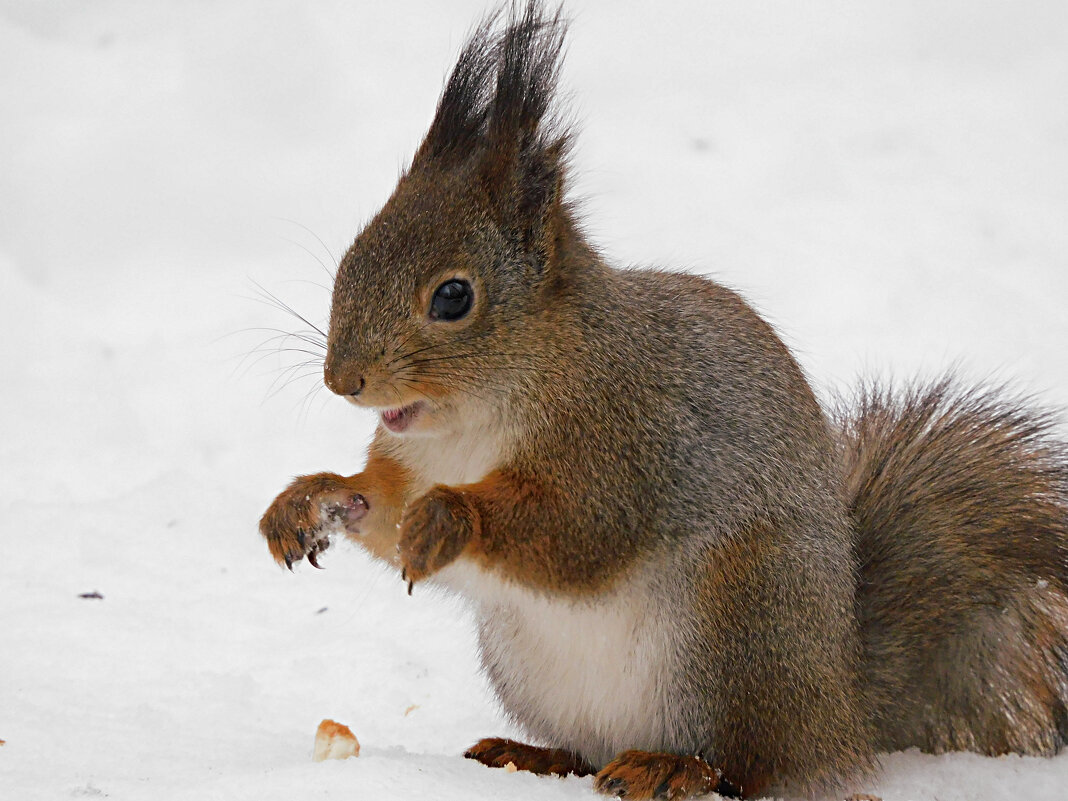 Белка - Лина 