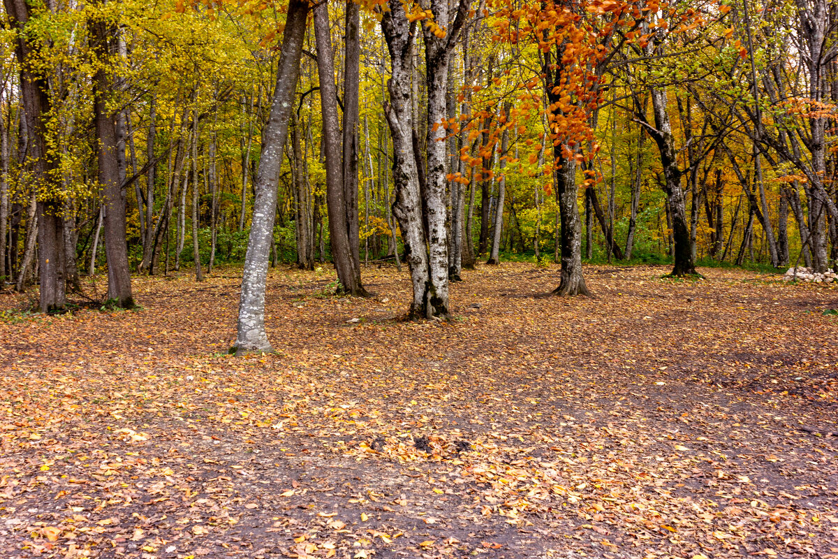 Осеннее.. - ирина )))
