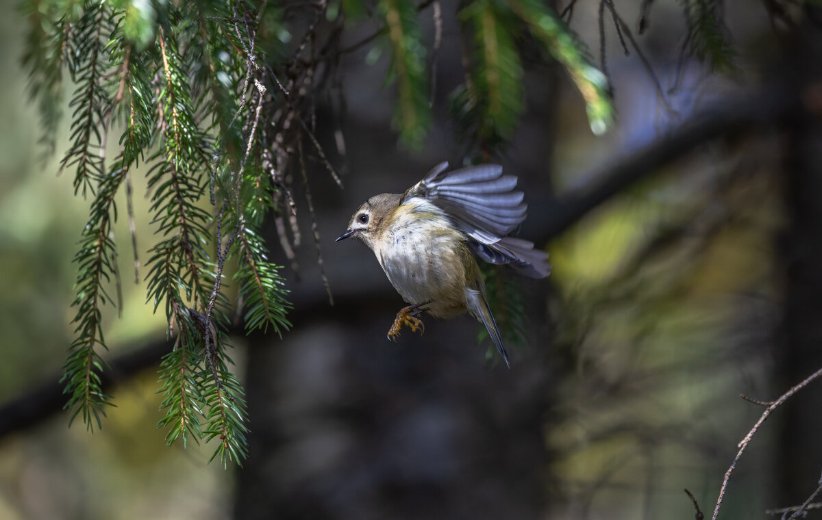 желтоголовый королек. - юрий макаров