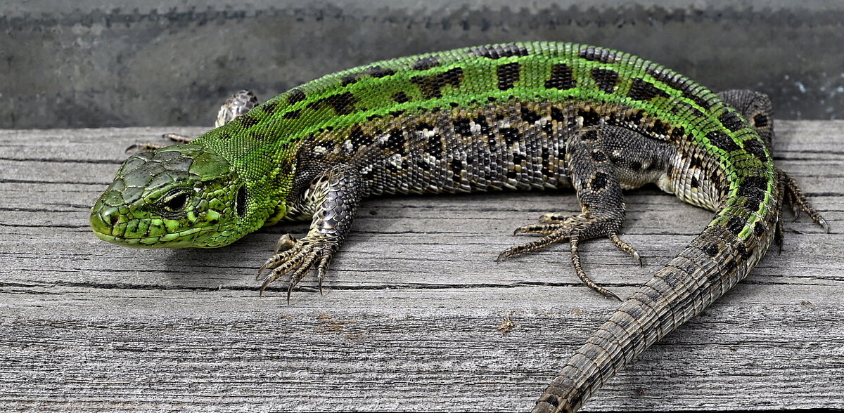 настороженность - Aleksandr .