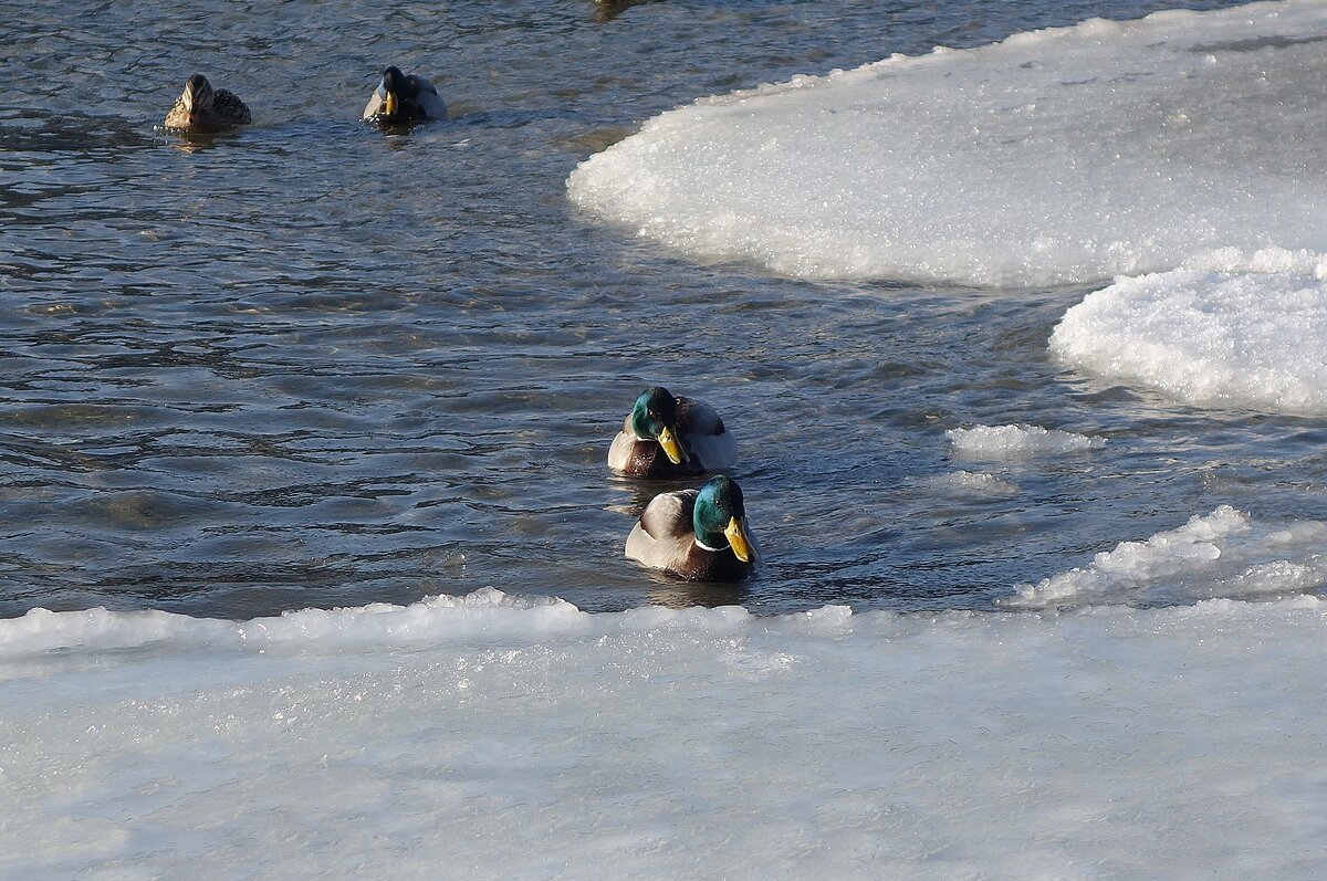 Утки на  море, Балтийск - Рита Симонова