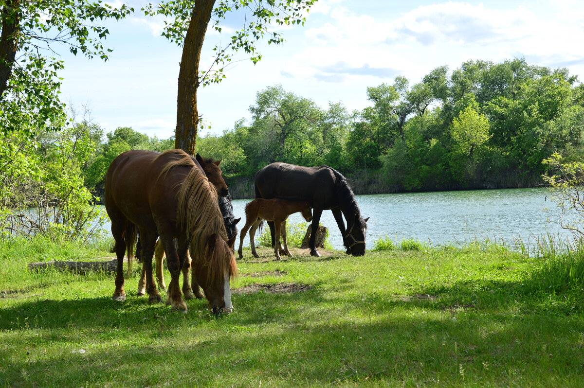 На выпасе. - Виктор 