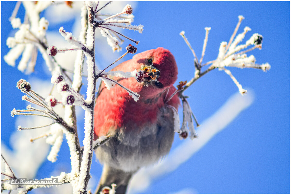 Вкусное лакомство в морозный день. - Михаил Курзанцев