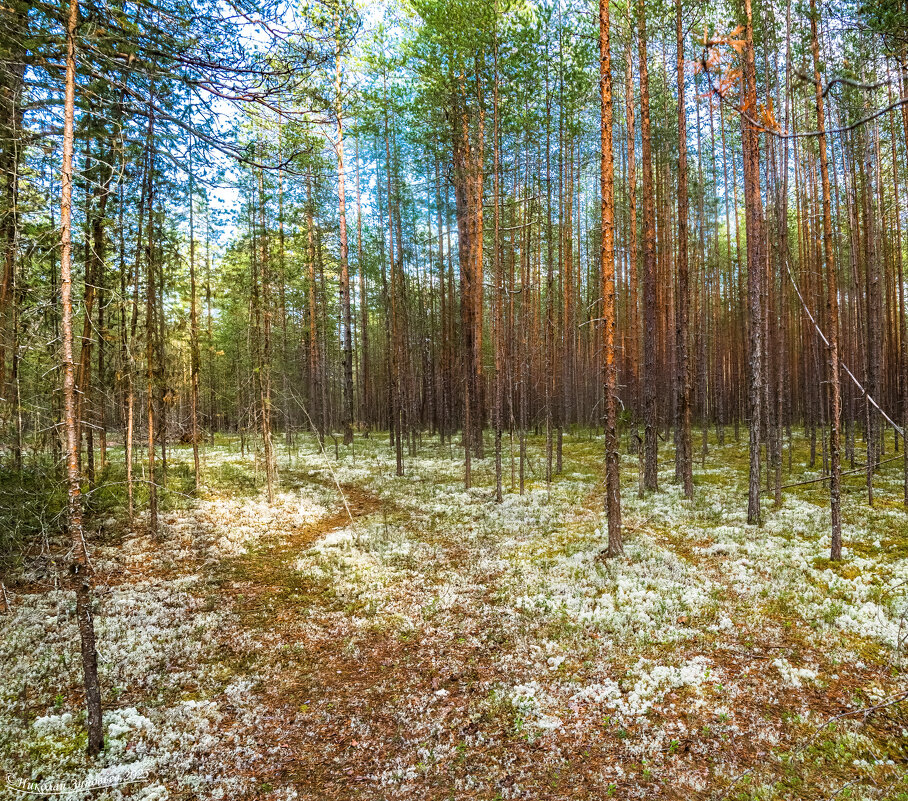 Беломошные сосновые боры (по коми - яг). Окрестности Ухты. Песочные, гулять можно в тапочках) - Николай Зиновьев Беломошные сосновые боры (по коми - яг). Окрестности Ухты. Песочные, гулять можно в тапочках) - Николай Зиновьев