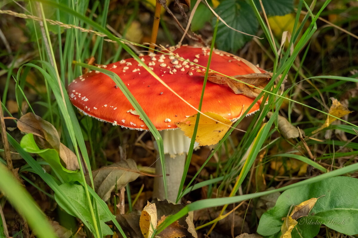 Про мухомор... - Николай Гирш Про мухомор... - Николай Гирш