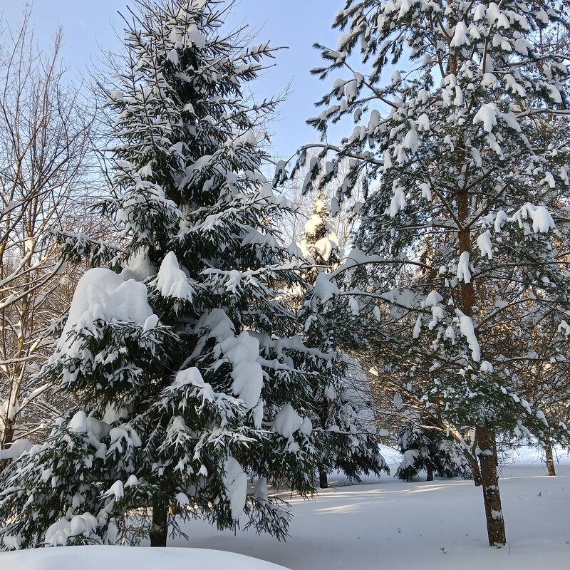 ель и елка - Владимир 