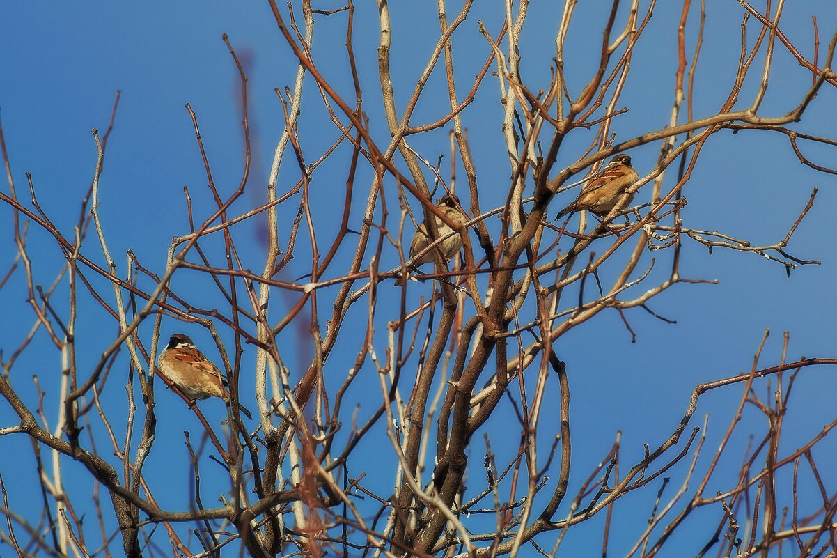 В ожидании весны. - Татьяна Помогалова