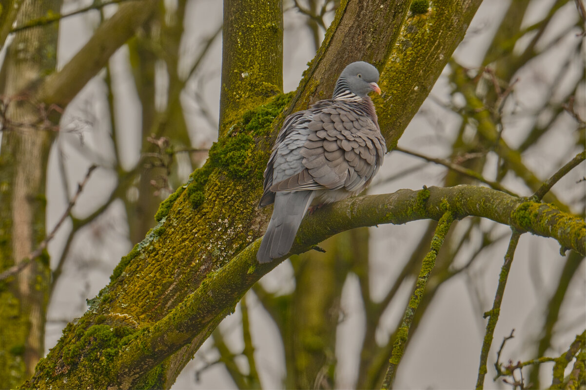 (°-°) - Jakob Dick