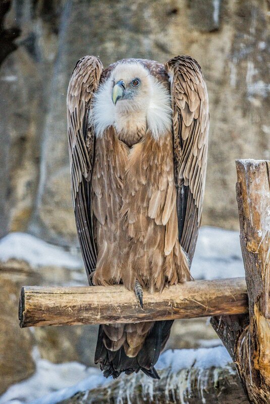 СИП БЕЛОГОЛОВЫЙ - Аркадий Лаптенко