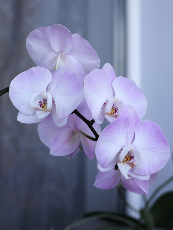 Моя коллекция орхидей - Irene Irene