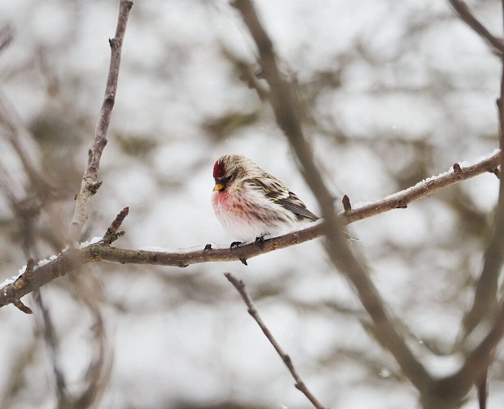 Чечетка - Мария К. Чечетка - Мария К.