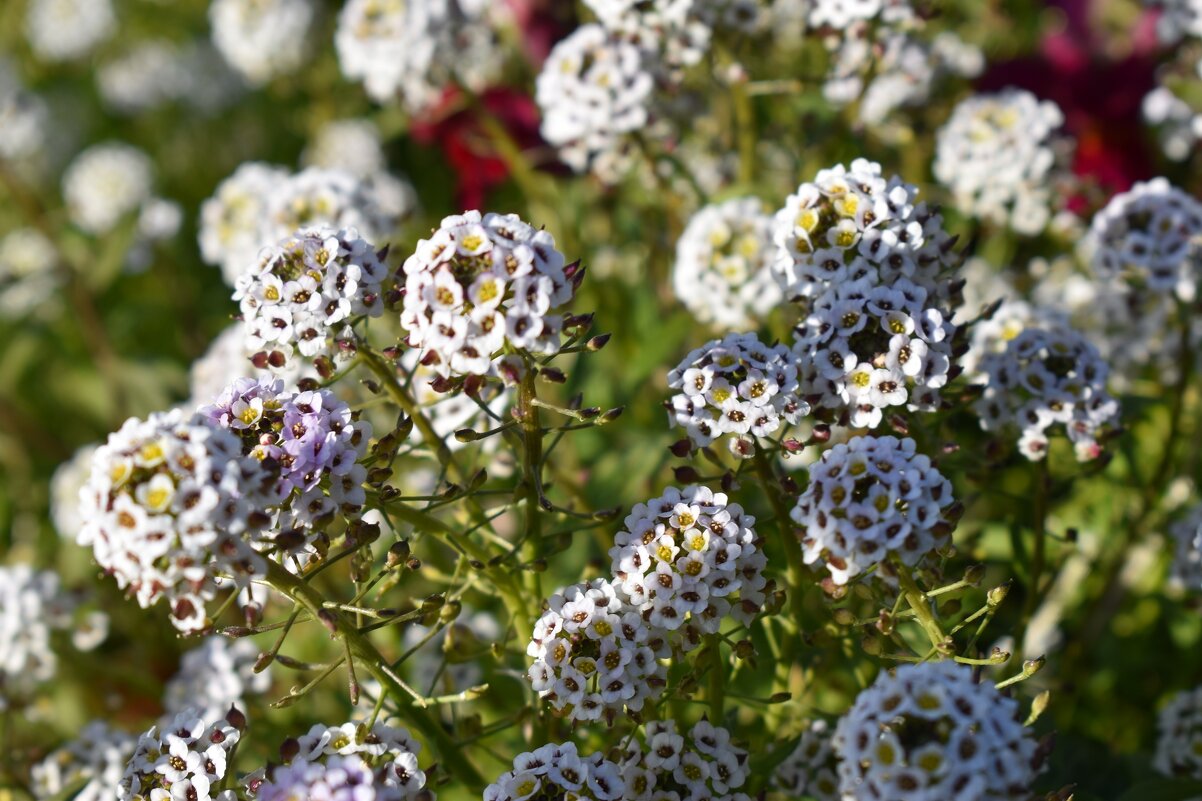 Цветы - Дарья Шуклина