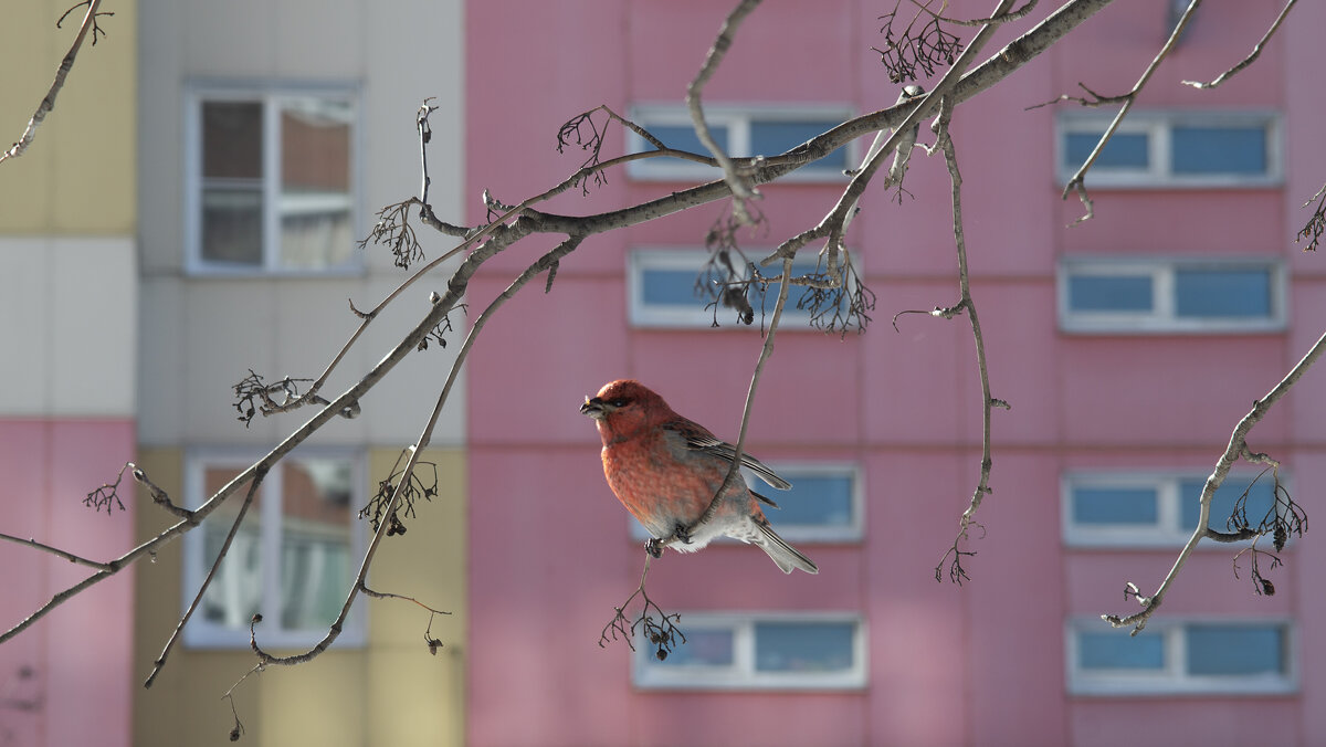 Христова птица - клёст - sorovey Sol