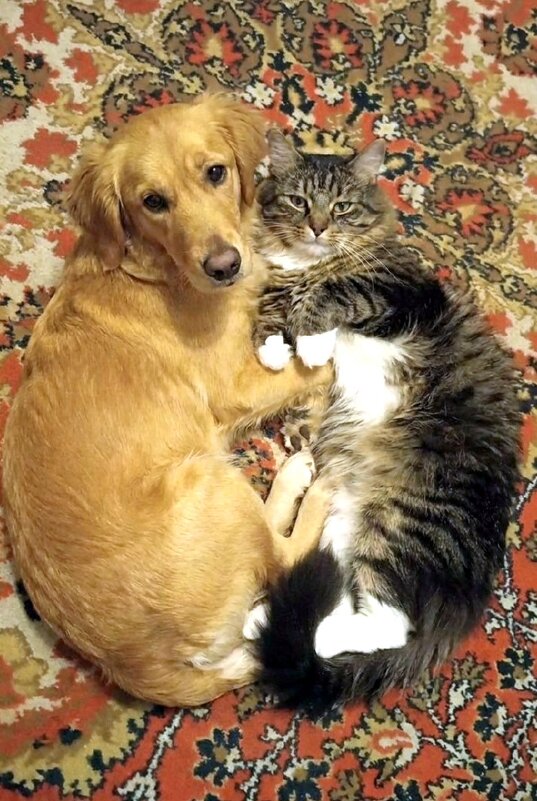 Друзья-приятели - Елена 