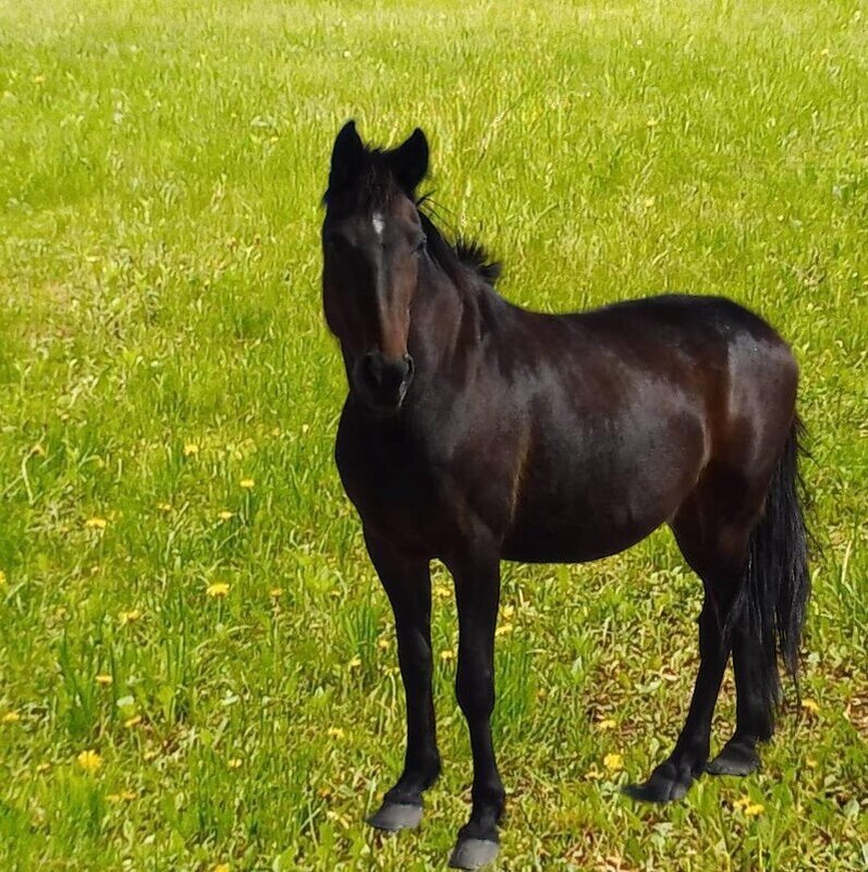 Лошадка на зеленом лугу - Елена Сухорученкова