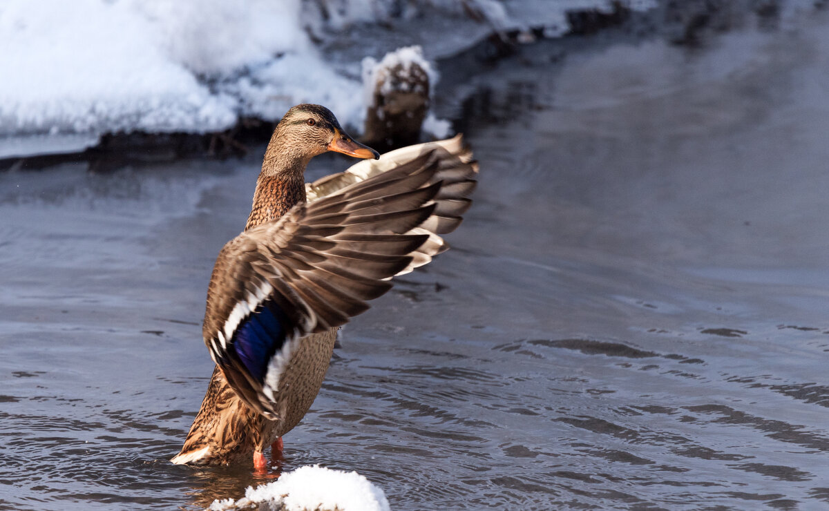 *** - Владимир Безбородов