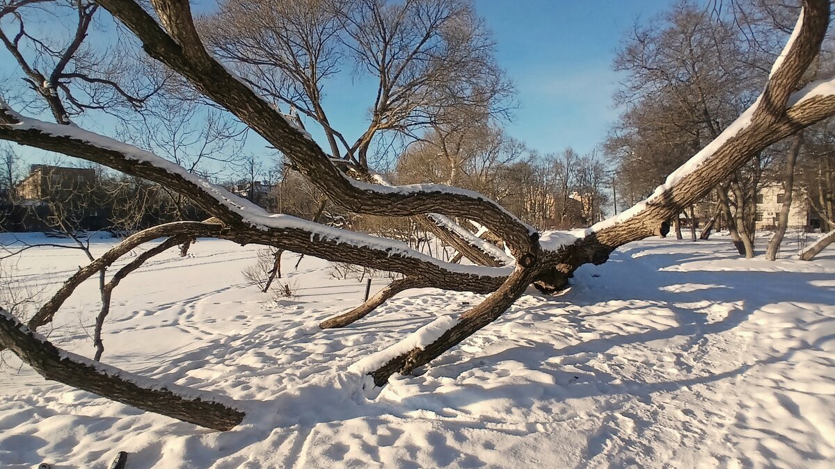 Петергоф. Ольгин пруд - Наталья Герасимова