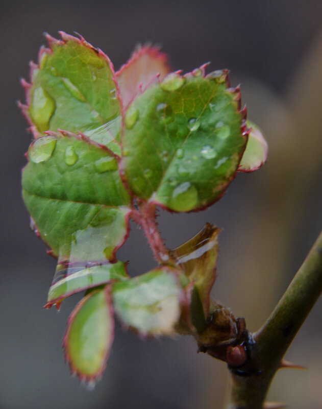 Стойкие, упорные...пережили зимушку...после февральского дождя...17 февраля.... - Надежда Куркина Стойкие, упорные...пережили зимушку...после февральского дождя...17 февраля.... - Надежда Куркина