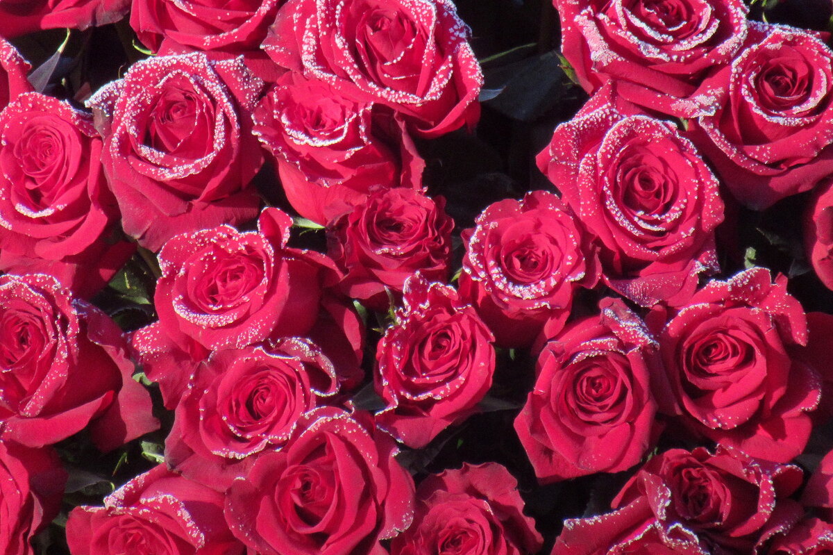 Февраль. Стоят морозы. Как у поэта - в рифму розы. - Александр Чеботарь