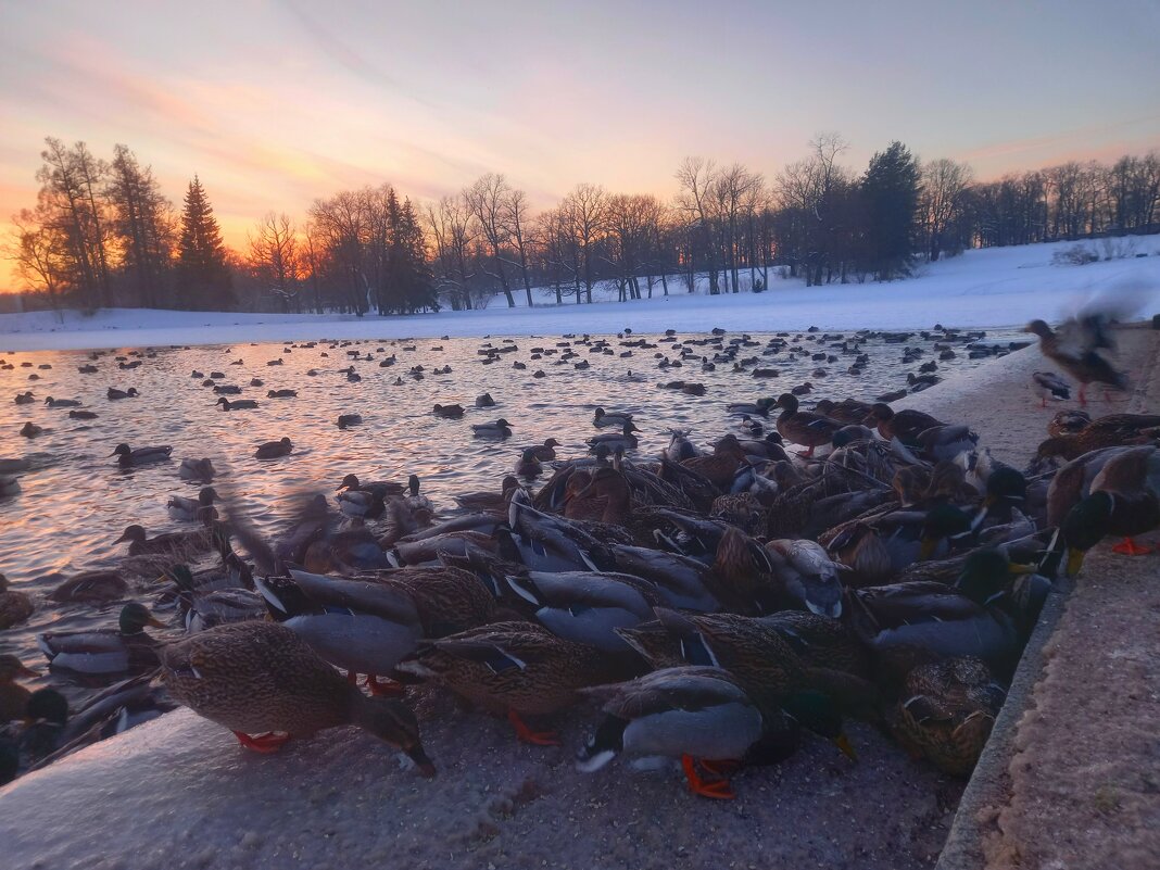 Утки - Сапсан 