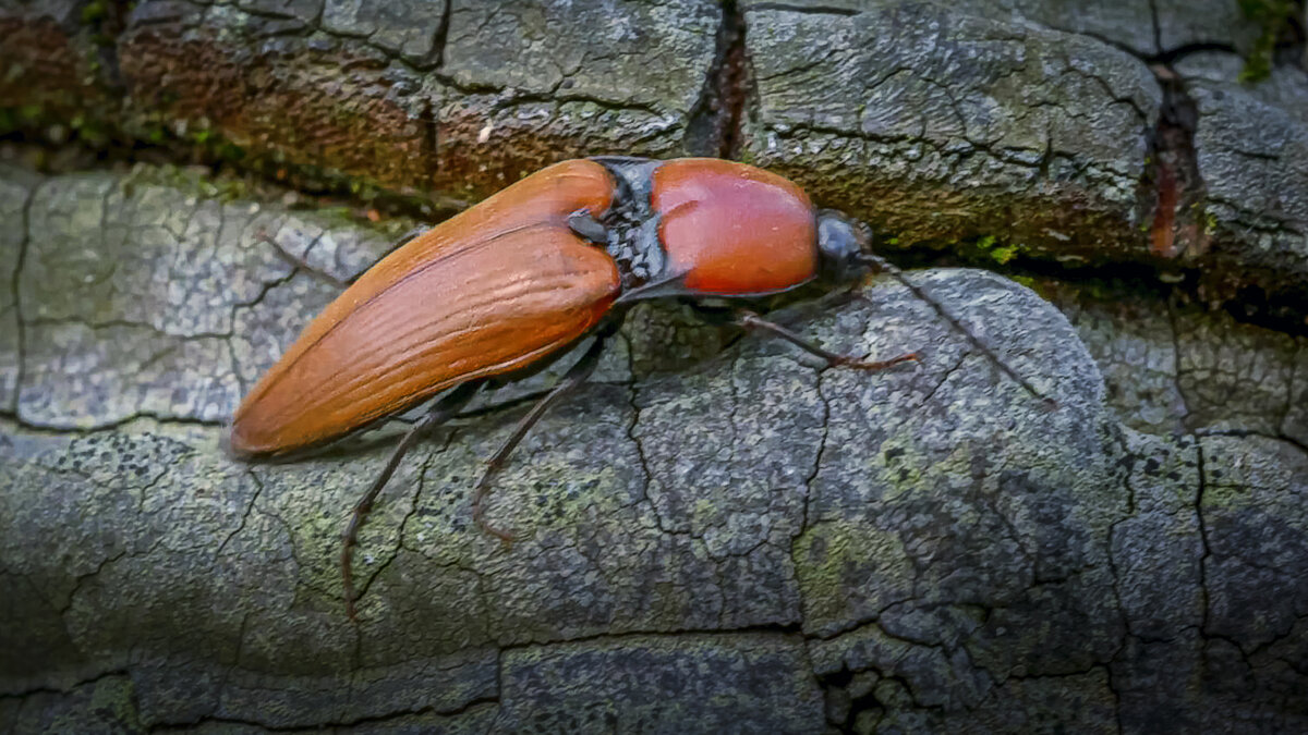 Щелкун кроваво-красный - Aleksey Afonin