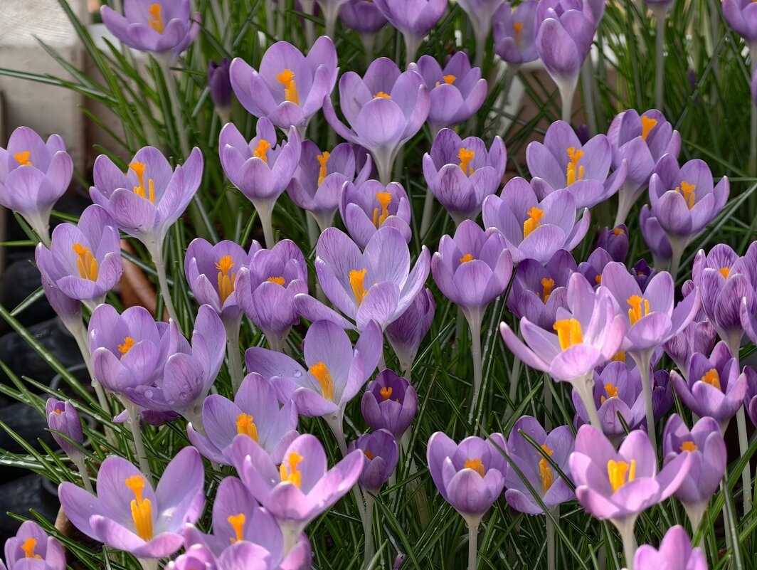 Репетиция весны в Аптекарском огороде - крокусы - <<< Наташа >>>