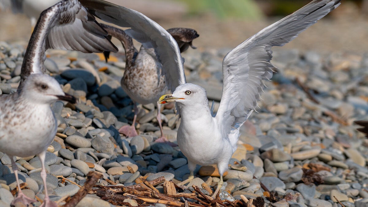 На морском берегу - Владимир Лазарев На морском берегу - Владимир Лазарев