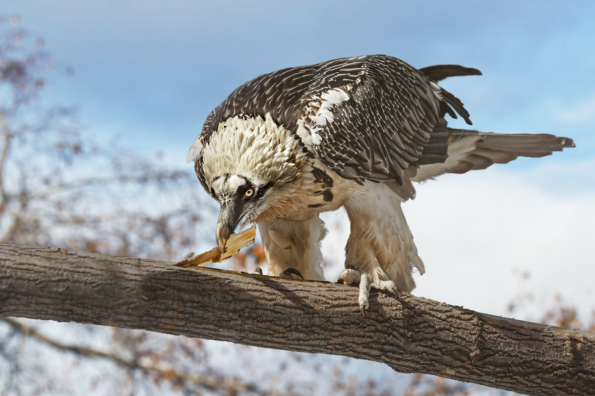 Бородач - SanSan 