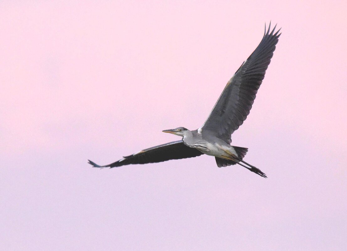 Рассветная цапля. - Михаил Белоусов