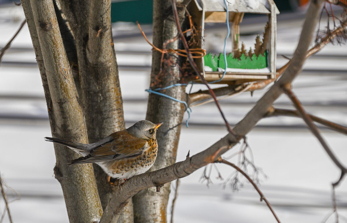 Поближе к кормушке - Валерий Иванович
