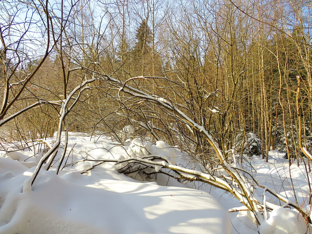 Зимняя картина - Андрей Снегерёв